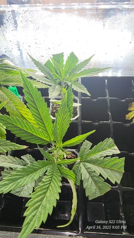 Mac Daddy Royale #1 Clones (Male) — germination, day 6