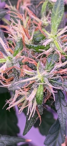 first grow — flower, day 5