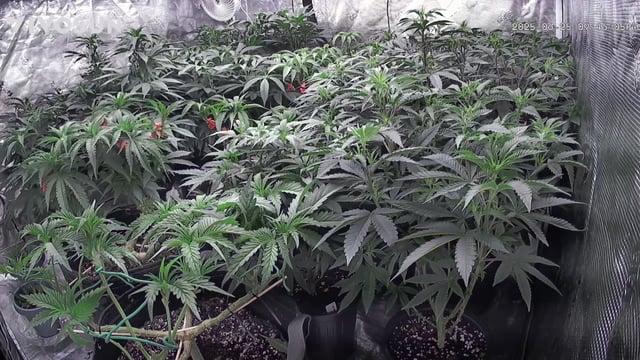 outdoor start/indoor 2025 — vegetative, day 97