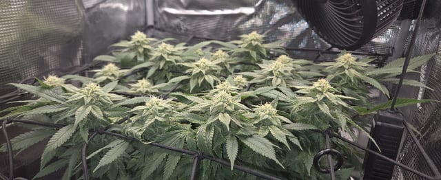 john — flower, day 1