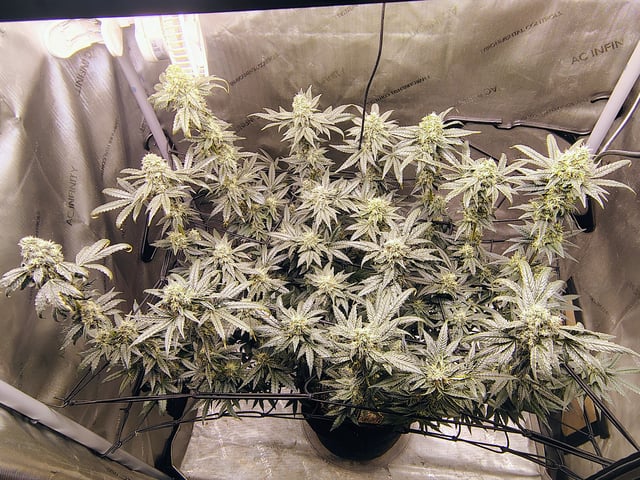 Athena Run  — flower, day 88