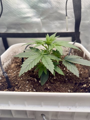 Key Lime Pie — vegetative, day 20