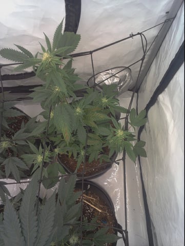 First — flower, day 1