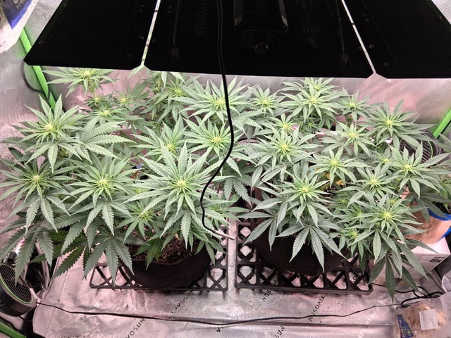 fruity pebbles, cap junky — flower, day 72