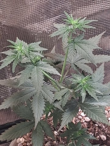 First Lagit Grow — vegetative, day 20