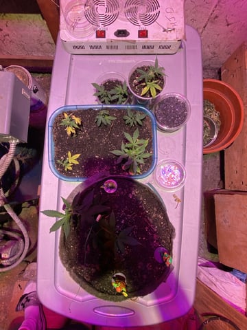  Tropicana Cherry  — vegetative, day 29