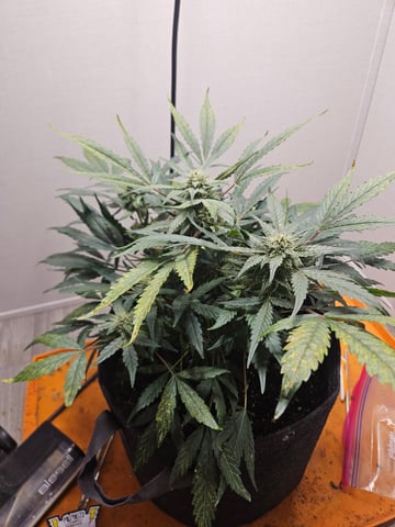 Mango Runtz — flower, day 68