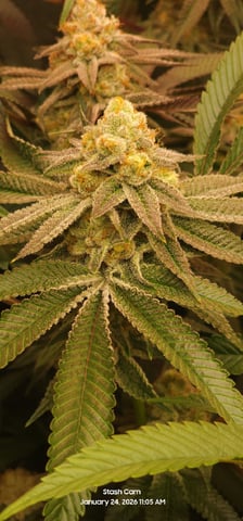 Punch Mints Female Pheno #2 Clone(s) — flower, day 291