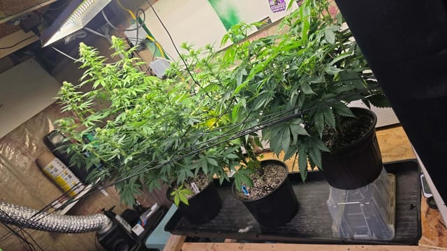 2nd Grow Sesh — flower, day 69