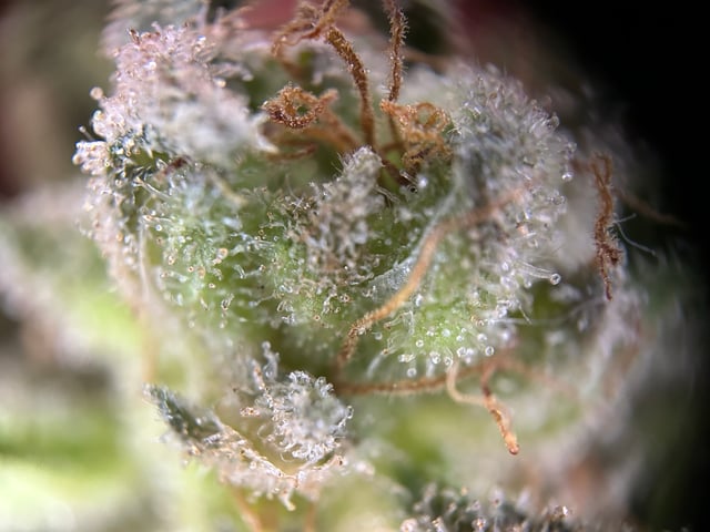 2025-26 harvest INDOOR — dead, day 170