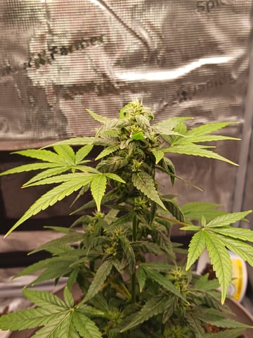 4th grow  — germination, day 10