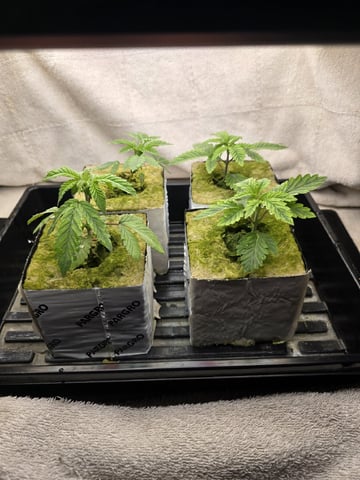Dr. Sleep — seedling_rooting, day 43