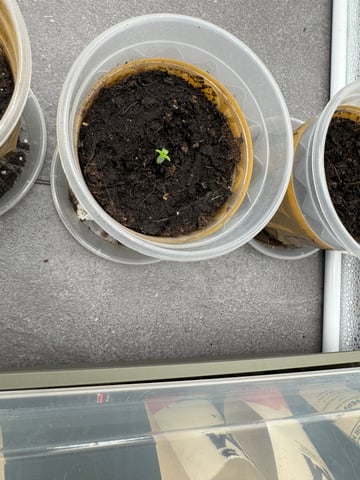 Grow 2 — seedling_rooting, day 7