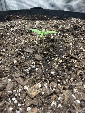 Gorilla Cookies 2nd Try — seedling_rooting, day 13