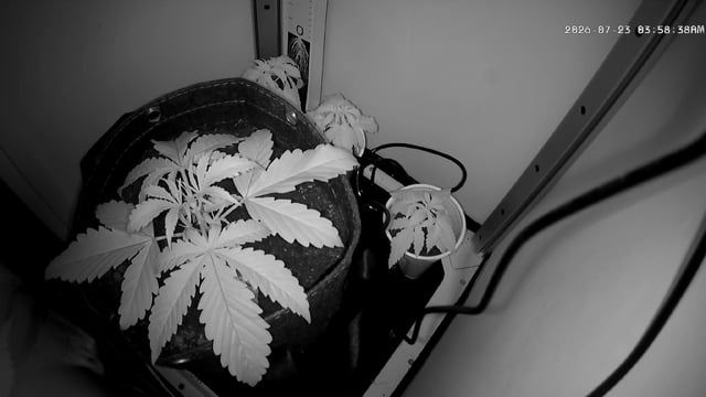 Blue Dream
