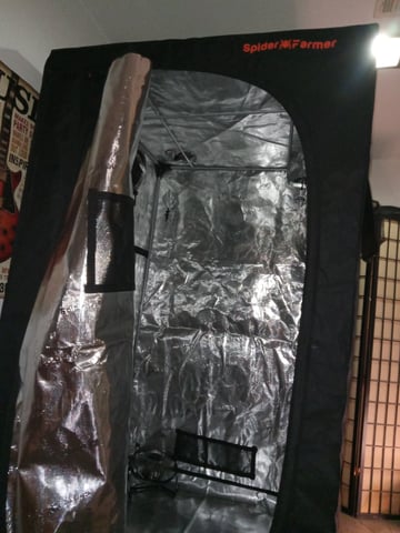 closet grow for veg with a.c infinity air intake fan .With no carbon filter just suction,and spider farmer sf 7000.Then a spider farmer sf tent 4×4×6.5with a G1500 l.e.d from spiderfarmer and spider farmer 6inch clip oscalating fan. — flower, day 40