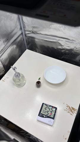 #1 momo (purple punch) — seedling_rooting, day 5