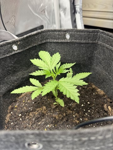Random Seed — vegetative, day 15