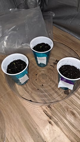 B2 — germination, day 1