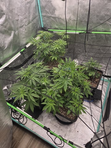 spring indoor 2026 — flower, day 5