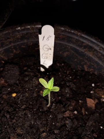 Pineapple Express and Gorilla Glue — vegetative, day 1