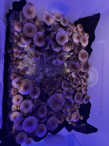 second 🍄‍🟫 grow — flower, day 46