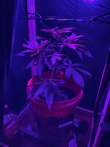 My Devine Conscious  — vegetative, day 82