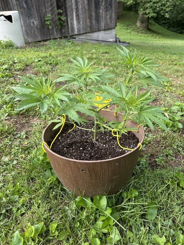 2026 Outdoor — vegetative, day 50