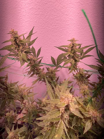 pineapple Express  — flower, day 27