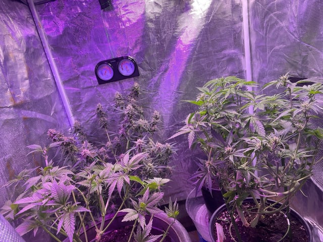 Ak-47 (Fast Verison) and pine Auto  — flower, day 49