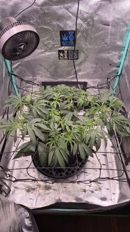 zlurricane blast — vegetative, day 48