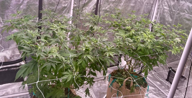 grow 4 — flower, day 65