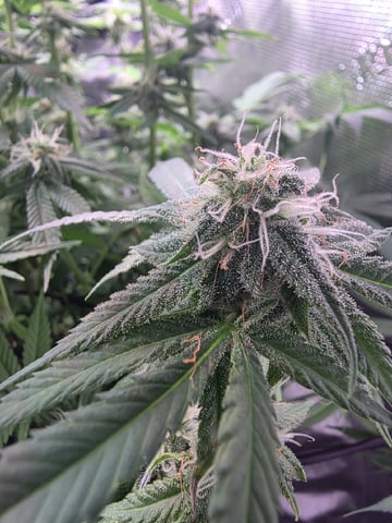 Blue Dream Feminized  — flower, day 135