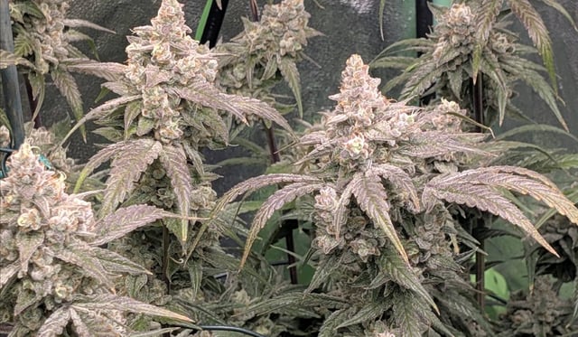 Mixed Grow — flower, day 96