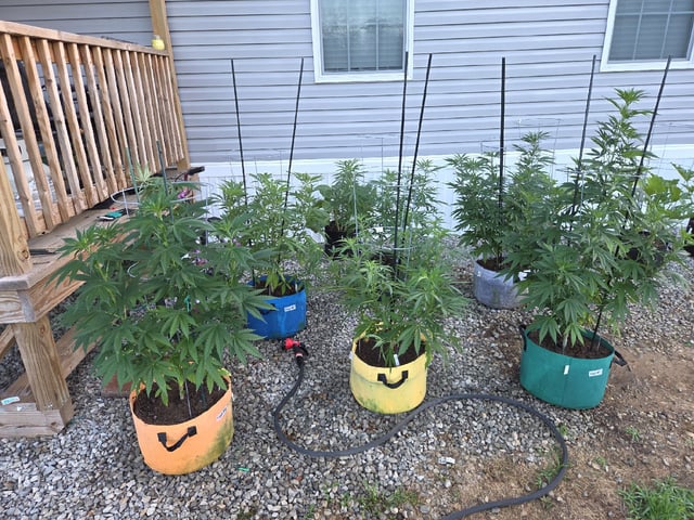 Outdoors L.S.D and Cinderalla 99  — vegetative, day 23