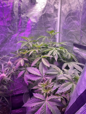 Ak-47 (Fast Verison) and pine Auto  — flower, day 41