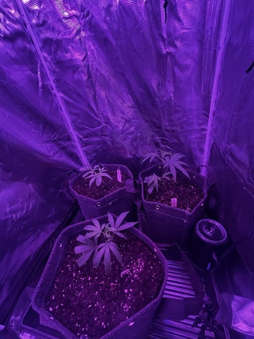 clones — vegetative, day 3
