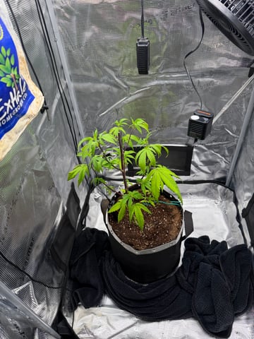  Apple fritter  Clones round two — vegetative, day 111