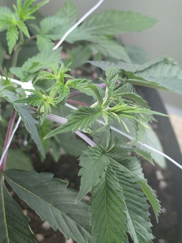 Audrey III — vegetative, day 66