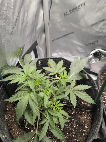 memphisto 3 bears OG, ethos high note r1 — vegetative, day 25