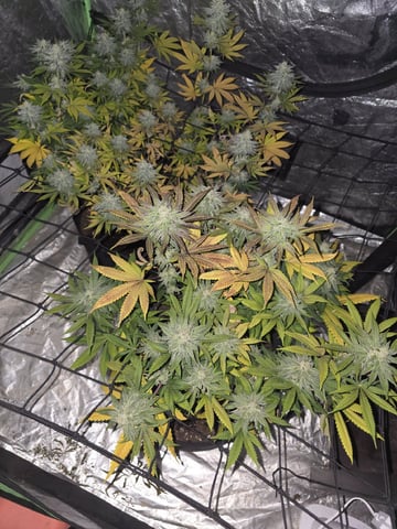 Apple fritta — flower, day 87