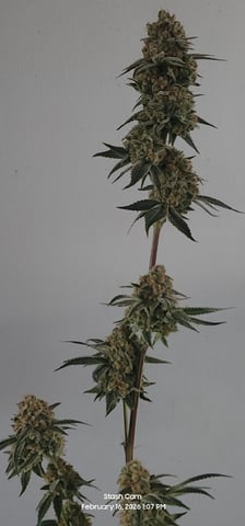 Another Custom Creation