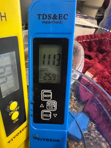 Pine (Auto) 2025 - 0 — germination, day 2