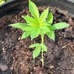 PurpleGelato1984