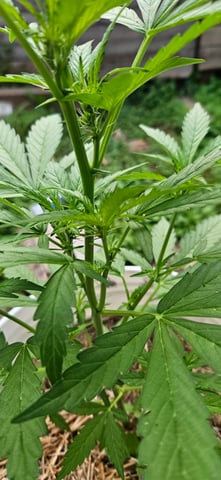 girl scout cookies (auto) — flower, day 43