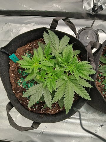 fruity pebbles, cap junky — vegetative, day 37