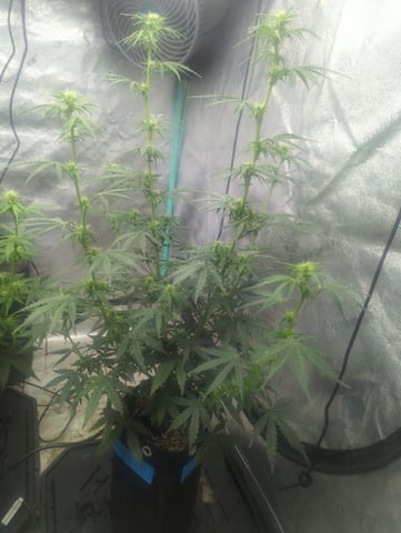 Autos — flower, day 35