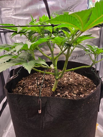 Northern lights #10 (Alaska) — vegetative, day 31