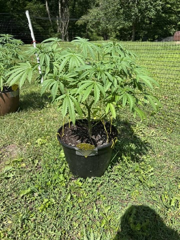 2026 Outdoor — vegetative, day 63