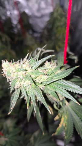 strawberry ghost and death breath — harvest, day 31